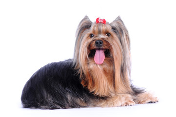 Yorkshire terrier lying isolated on white background