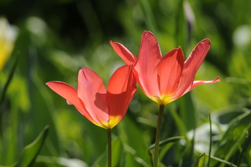 Tulpen