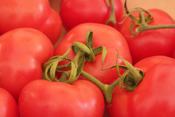 Pomodori (Solanum Lycopersicum)