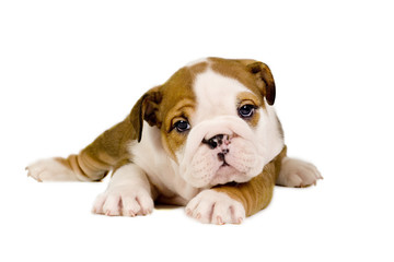 English Bulldog puppy. - obrazy, fototapety, plakaty