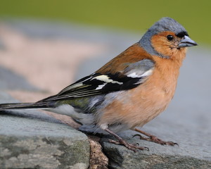 chaffinch