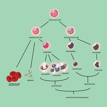 blood cells vector