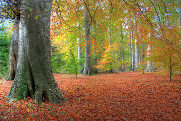 Autumn Leaves in Powerscourt
