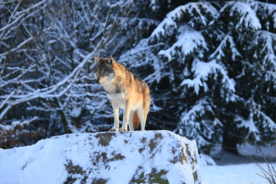 Wolf