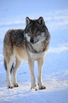wolf