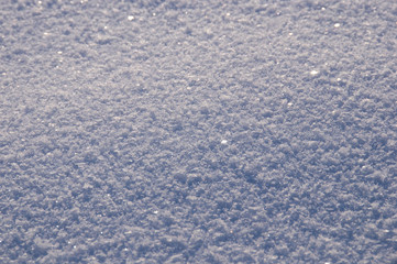 winter in the garden