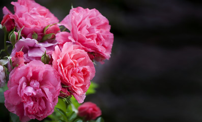 Beautiful Roses