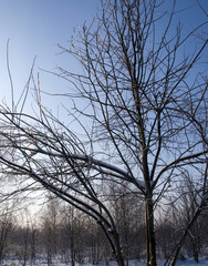 winter in the garden