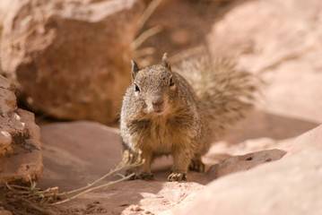 Arizona's Squirrel