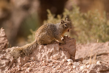 Naklejka na ściany i meble Arizona's Squirrel