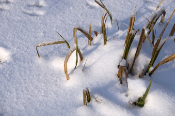 winter in the garden