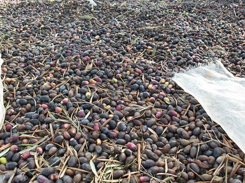 cosecha de aceitunas