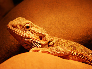 Fototapeta premium Bearded dragon