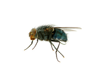 fly