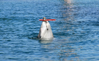 dolphin show