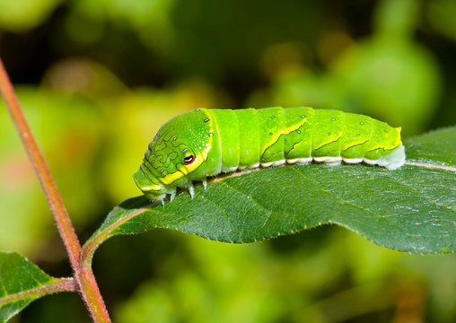 Green caterpillar on leaf 10