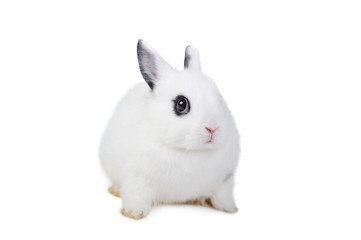 l beautiful rabbit