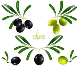 Photorealistic vector illustration. Green olives with leaves.