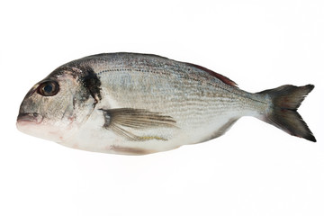 Orata