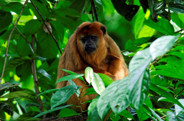 Female Howler Monkey