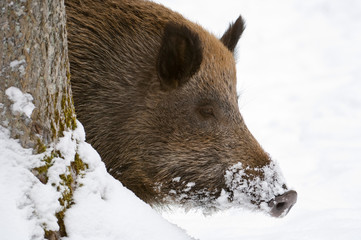 Wildschwein