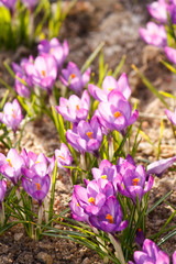 rich spring flowers.