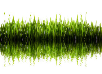 Green grass panorama isolated with water refleaction
