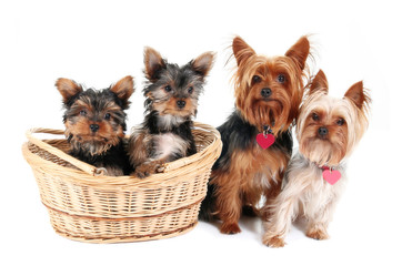 Yorkshire Terrier family