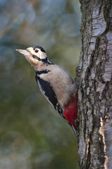 Great Spotted Woodpecker (Male)