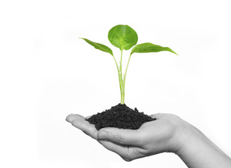 plant in hand
