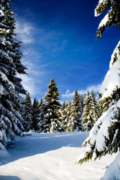 Fototapeta winter forest
