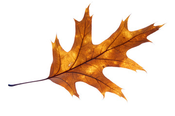 Leaf on a gleam, capillaries of a leaf are visible