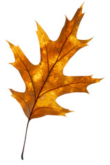 Leaf on a gleam, capillaries of a leaf are visible