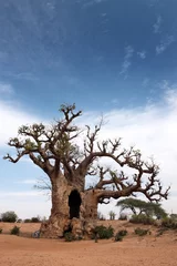 Foto op Canvas baobab © Frédéric Prochasson