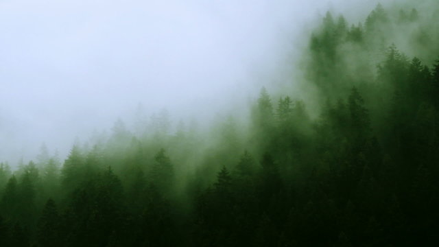 Misty mountain forest (HD)