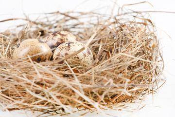 motley eggs at nest.