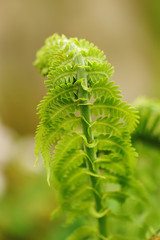 Fern