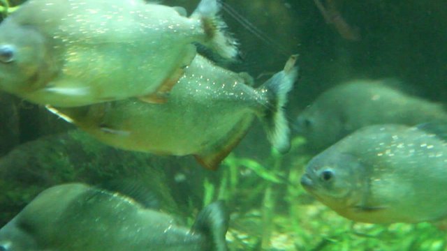 Piranhas