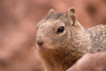 Naklejka premium Arizona's squirrel
