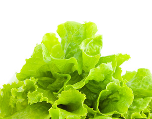 lettuce leafs isolated on white