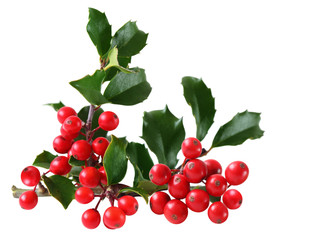 Holly Berry and Leaves