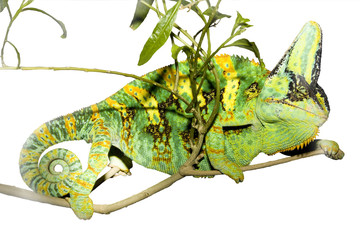 Reptilien wd385