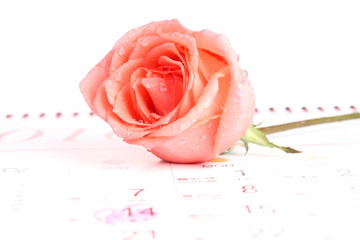 rose for valentine's day with calendar