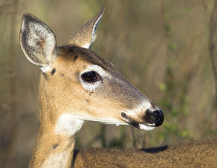Closeup of a friendly deer in the Everglades National Park.