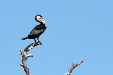 cormoran perché