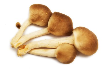 Group of raw mushrooms.