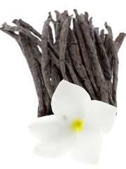 vanille Bourbon fleurs frangipanier fond blanc