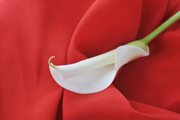 white  calla lily