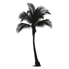 Palmier très détaillé - Detail of a palm tree