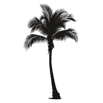 Palmier très détaillé - Detail of a palm tree